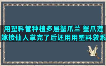 用塑料管种植多层蟹爪兰 蟹爪莲嫁接仙人掌完了后还用用塑料袋系上吗